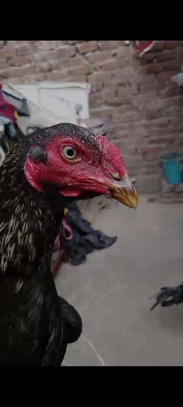 Thai pakoya + burmi , java Pakistani aseel 4