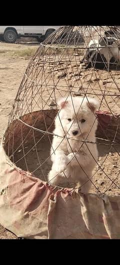 Russian Samoyed female puppy for sale