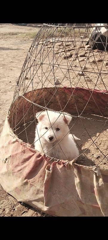 Russian Samoyed female puppy for sale 1