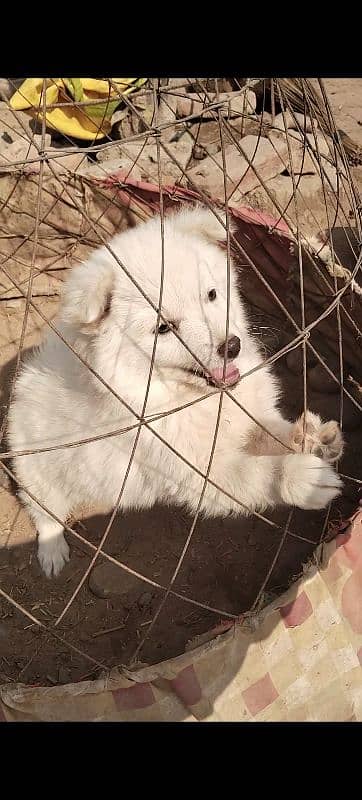 Russian Samoyed female puppy for sale 2