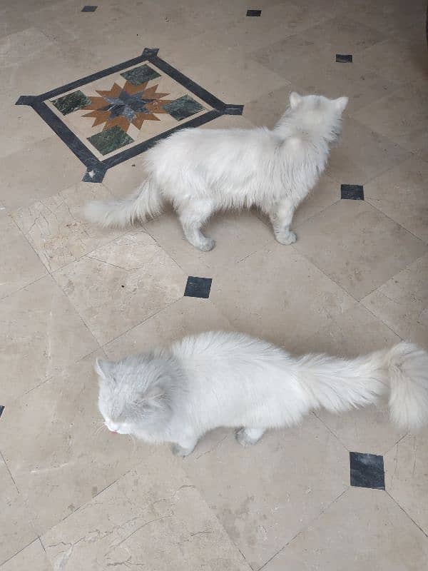 White Persian Pair for Sale 10