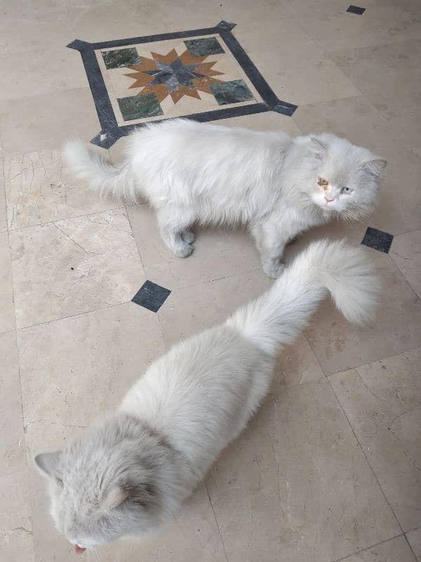 White Persian Pair for Sale 11