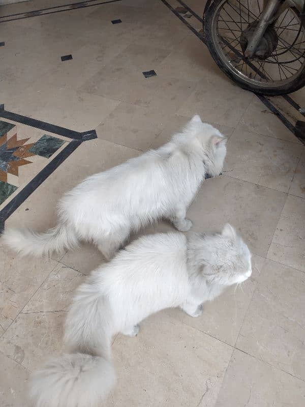 White Persian Pair for Sale 12