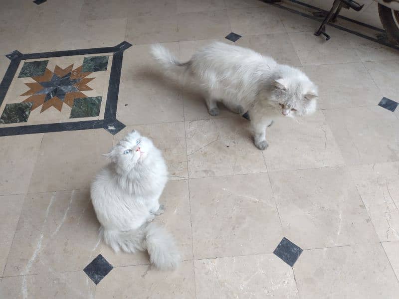 White Persian Pair for Sale 9