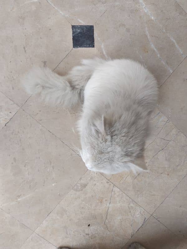 White Persian Pair for Sale 13