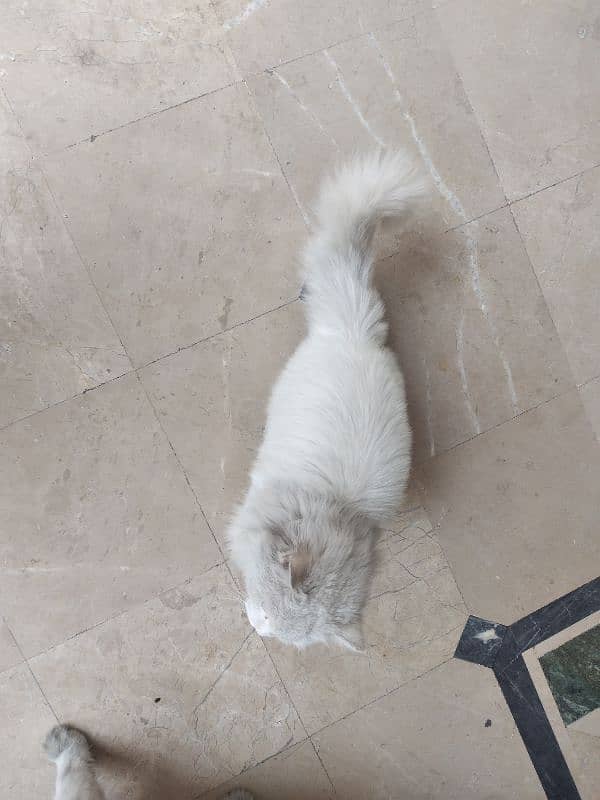 White Persian Pair for Sale 14