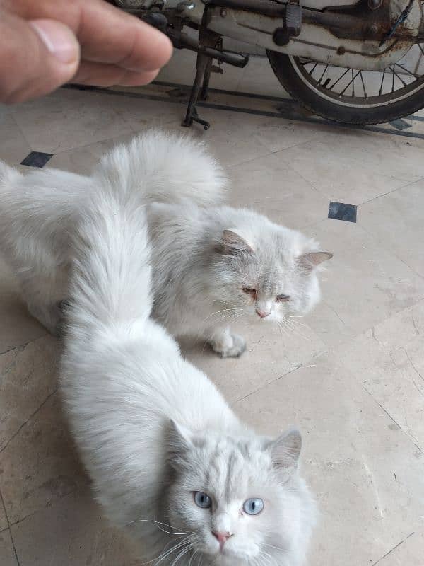 White Persian Pair for Sale 15