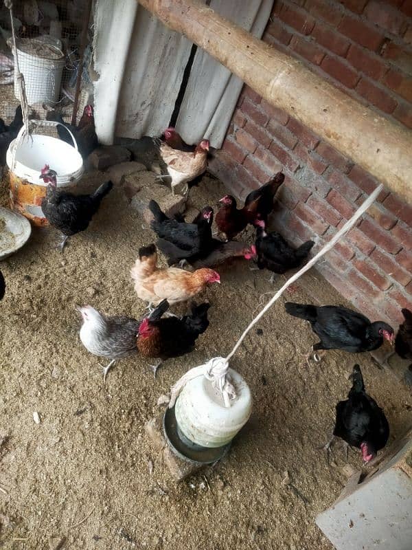 pure Desi egge laying hens kurak hoti ha 1