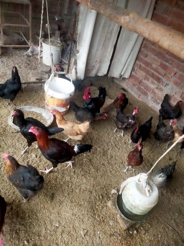 pure Desi egge laying hens kurak hoti ha 10