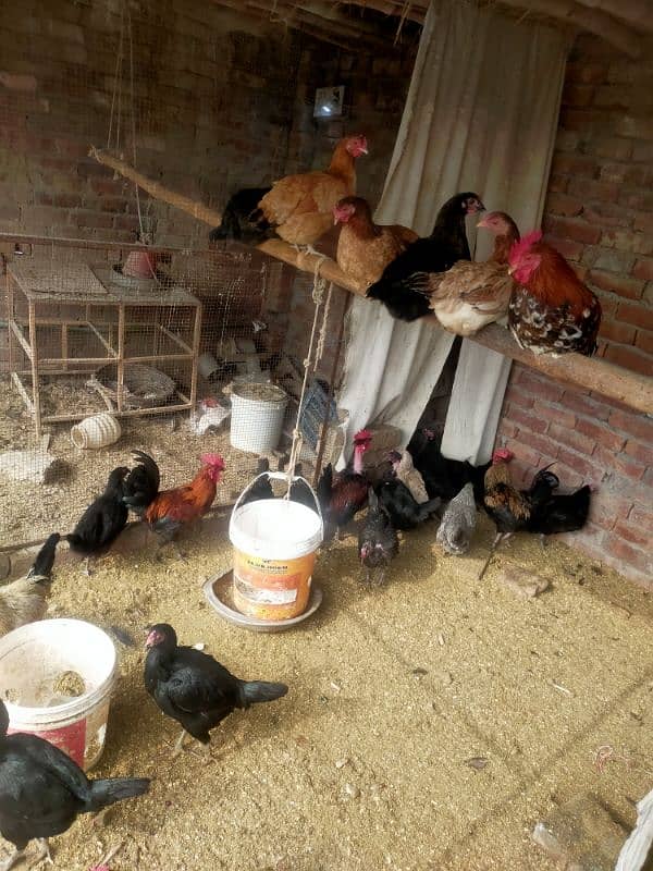 pure Desi egge laying hens kurak hoti ha 13