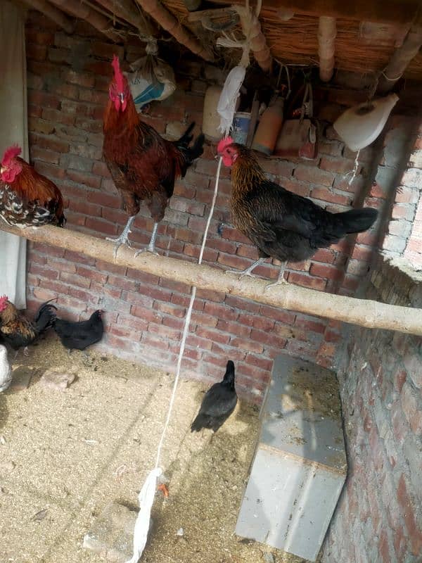 pure Desi egge laying hens kurak hoti ha 14