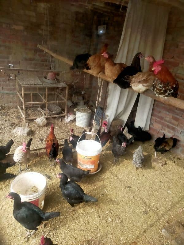 pure Desi egge laying hens kurak hoti ha 16