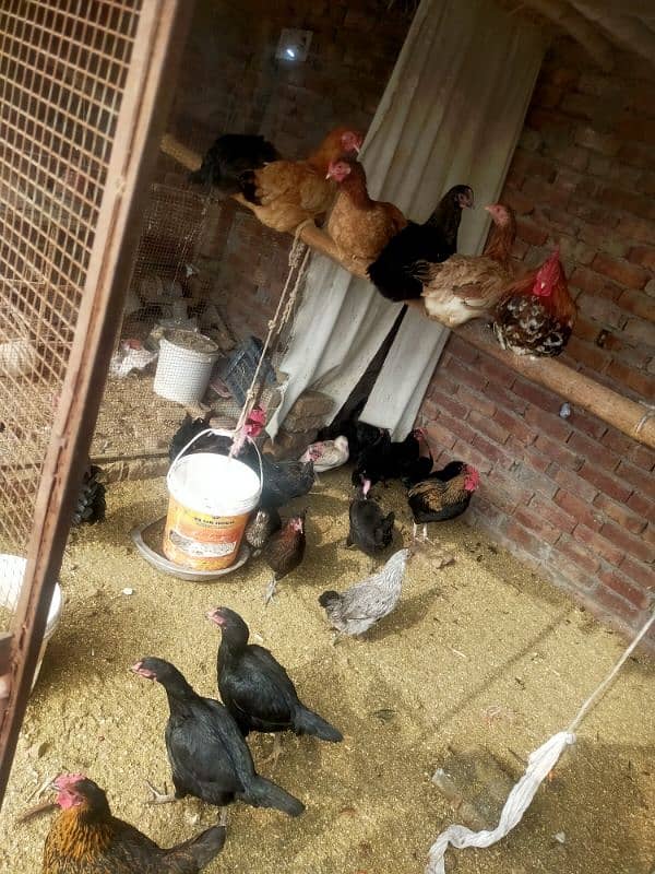 pure Desi egge laying hens kurak hoti ha 17