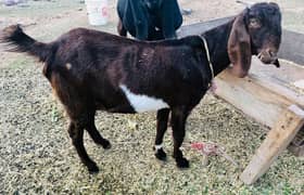 pregnant female goat available