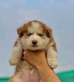 husky puppy