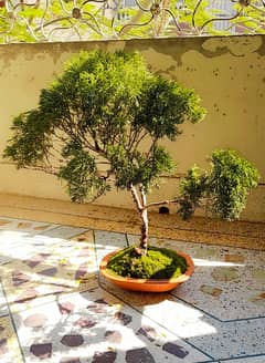 Bonsai Art (Different Bonsai available)