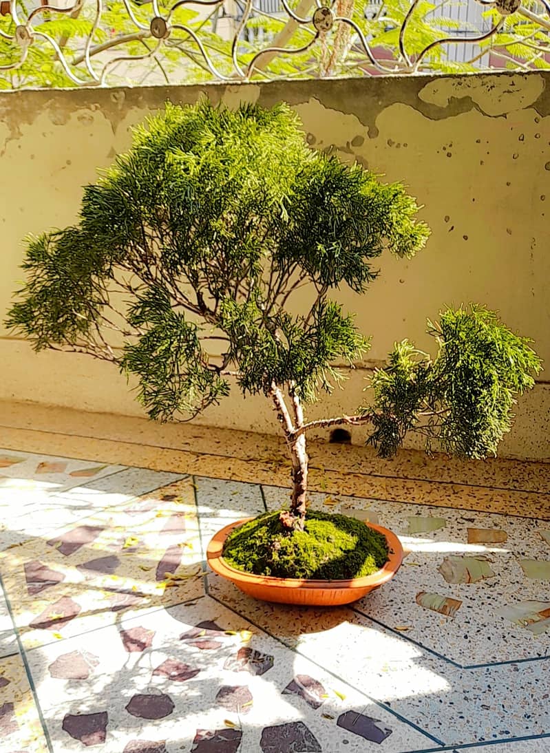 Bonsai Art (Different Bonsai available) 0