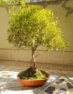 Bonsai Ficus panda