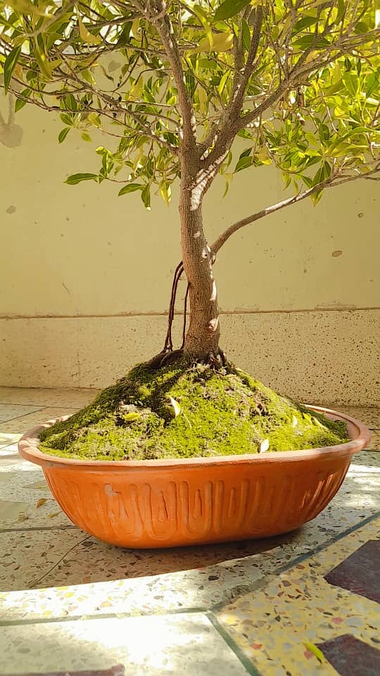 Bonsai Art (Different Bonsai available) 2