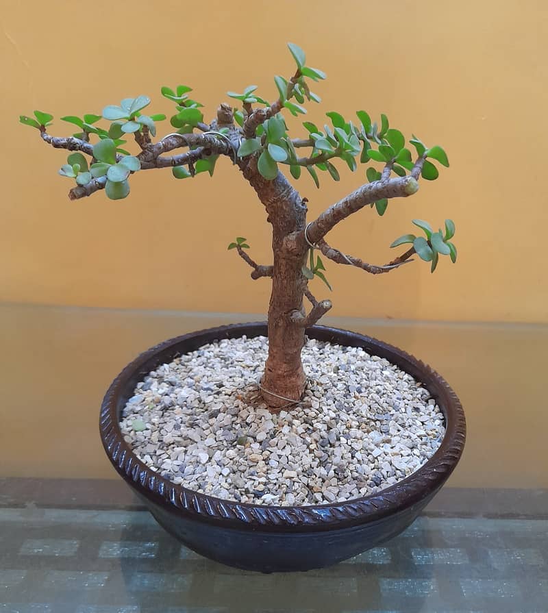 Bonsai Art (Different Bonsai available) 3