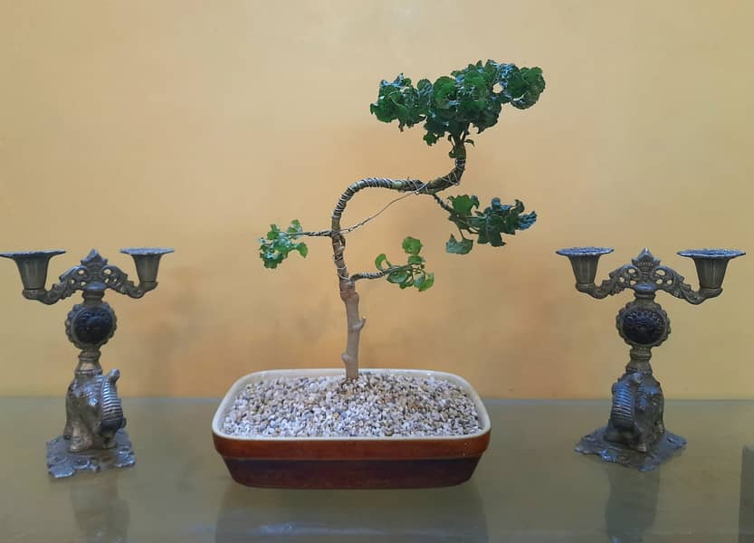 Bonsai Art (Different Bonsai available) 4