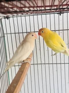 Lovebirds,