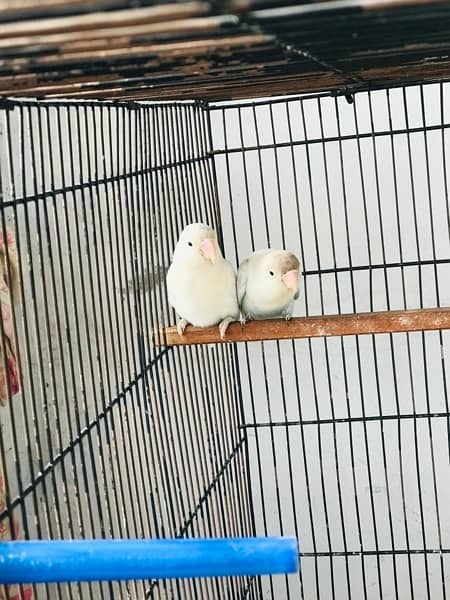 Lovebirds, Albino Red , Cremino, Decino 4