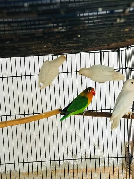 Lovebirds, Albino Red , Cremino, Decino 5