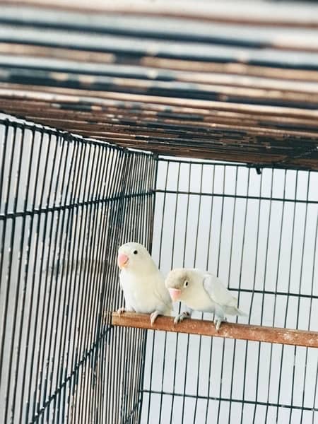 Lovebirds, Albino Red , Cremino, Decino 6