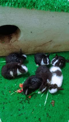 baby rabbits