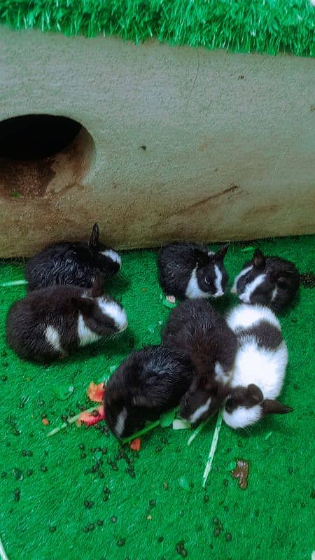 baby rabbits 0