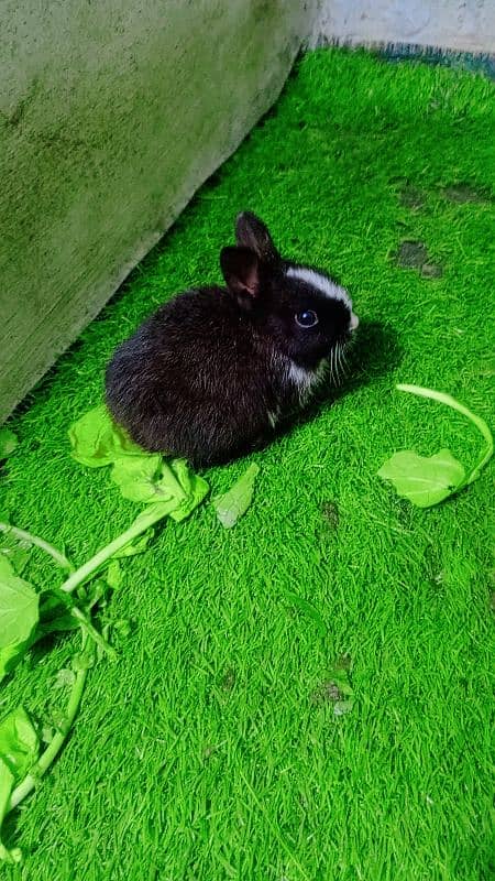 baby rabbits 6