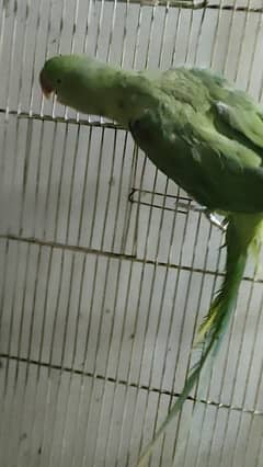 Male parrot for sale