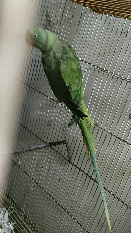 Male parrot for sale 1