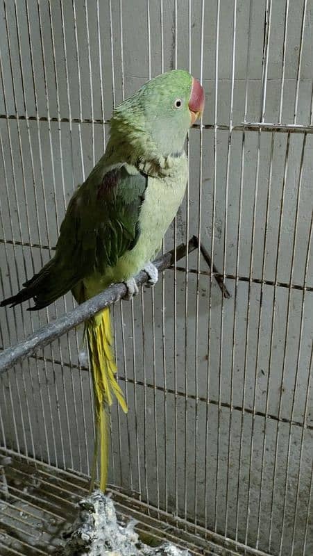 Male parrot for sale 2