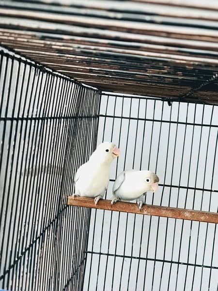 Albino, Lovebirds , cremino ,Decino 0