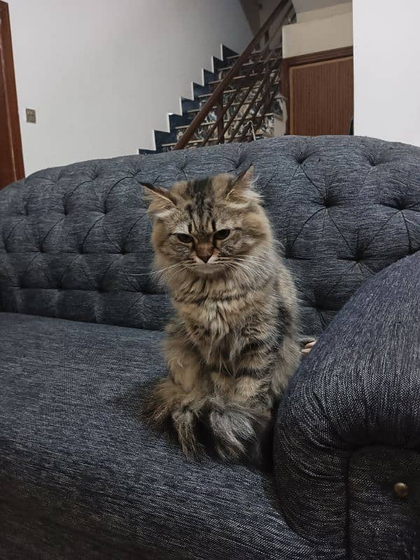 Persian cat for sale 1