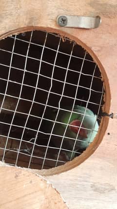 Raw parrot pair for sale