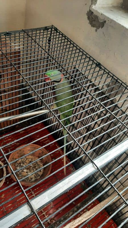 Raw parrot pair for sale 1