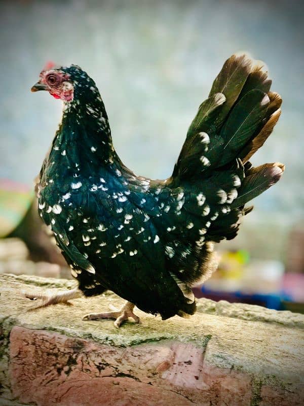 japanese bantam pair zero size high quality granted 3