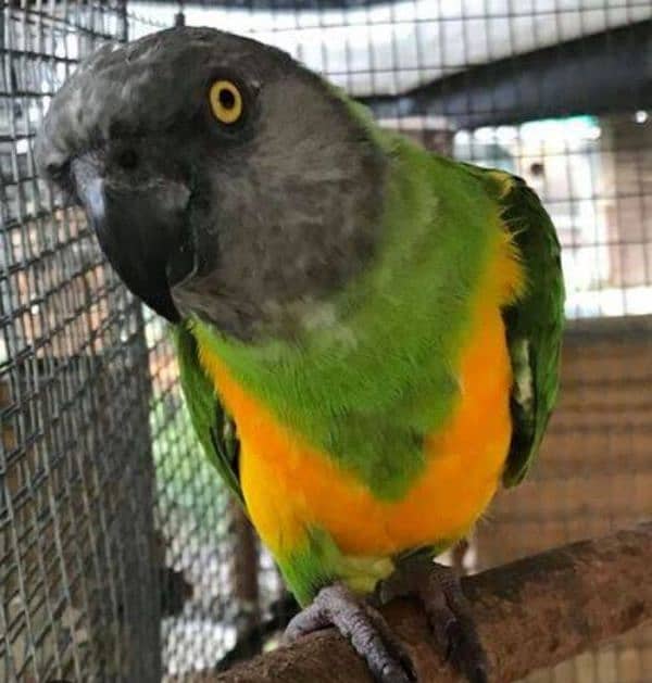 senegal parrot 0