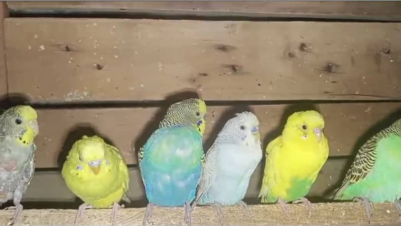 Australian Parrots 5 Pairs | Cage Also Available 0