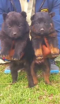 black German Shepherd long coa / puppy / GSD pup  /German Shepherd Dog