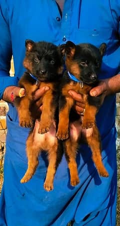 German Shepherd pair for sale / German Shepherd papies for sale