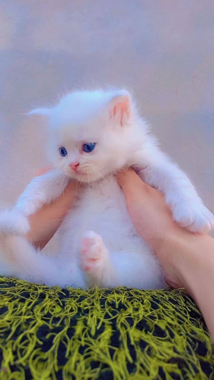 Persian kitten blue eyes 0