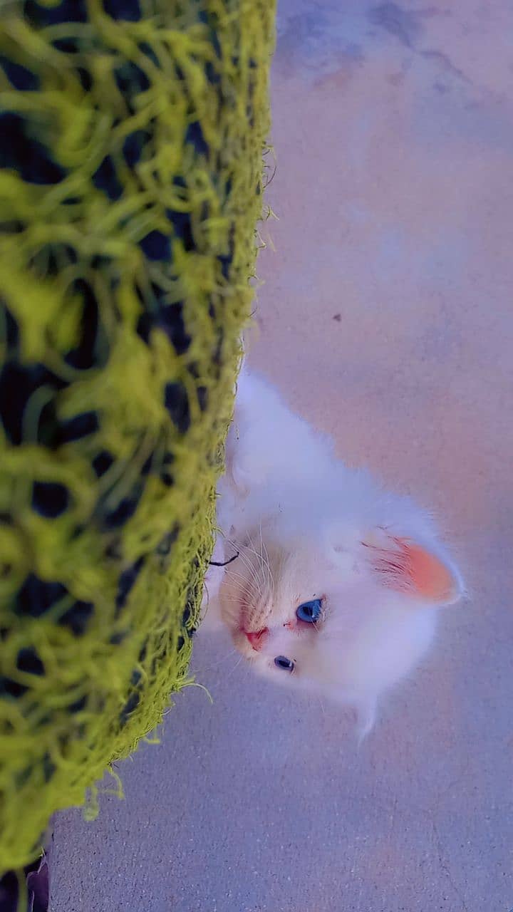 Persian kitten blue eyes 1