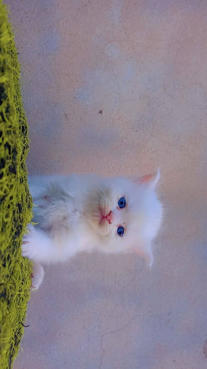 Persian kitten blue eyes 2