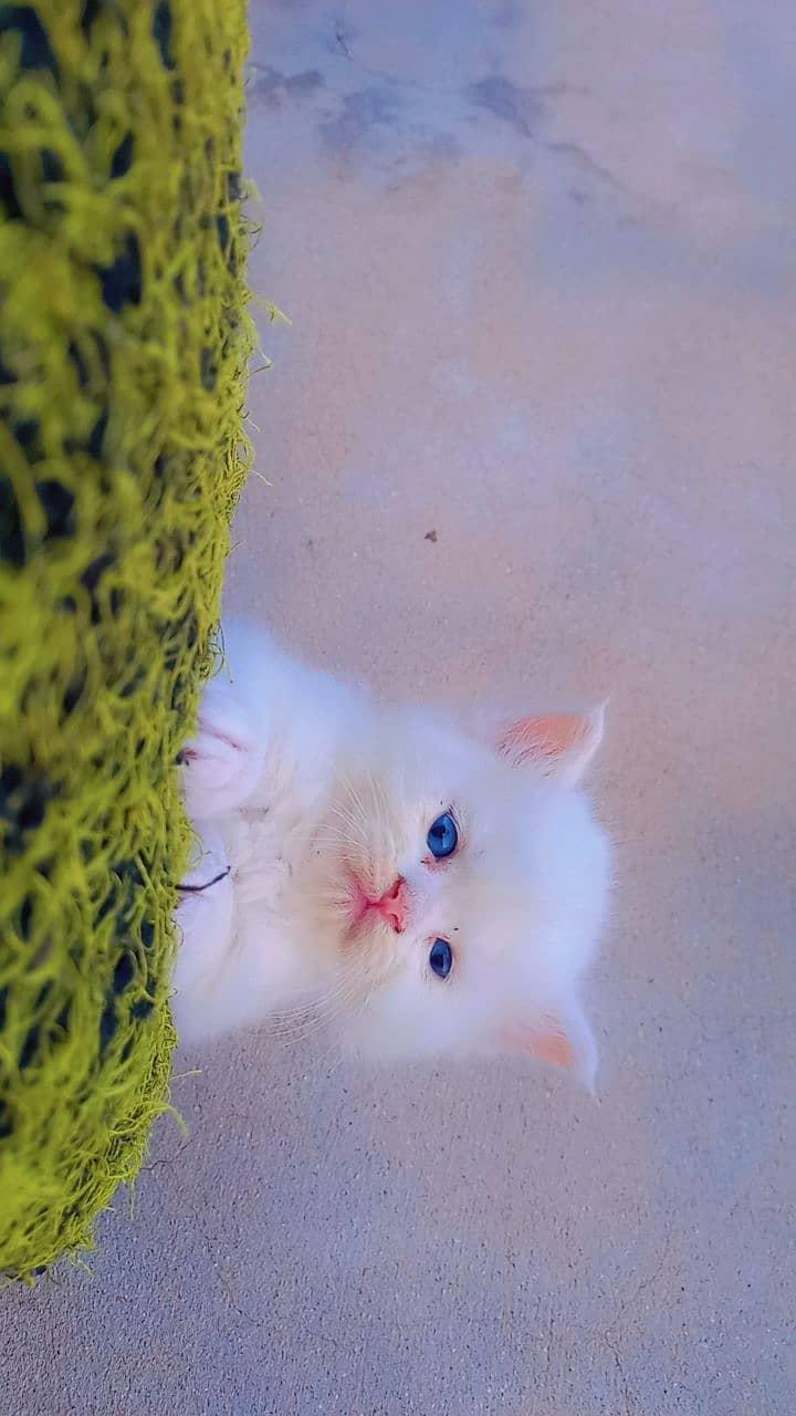 Persian kitten blue eyes 3