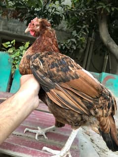 desi misri hen for sale murghi or exchange