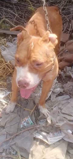 pitbull dog for sale